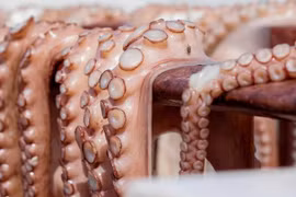 Lên cơn đau tim sau khi ăn món bạch tuộc sống