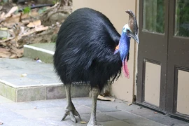 Loài chim nguy hiểm nhất thế giới: Ngoại hình kỳ dị, biết bơi thoăn thoắt