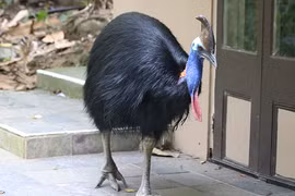 Loài chim nguy hiểm nhất thế giới: Ngoại hình kỳ dị, biết bơi thoăn thoắt