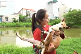 Trang trại chó Phú Quốc bạc tỷ của nữ dược sĩ Hà Nội