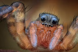 Sưng tấy ngón chân, đi khám phát hiện 'quái thú' ký sinh