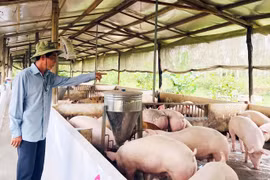 Doanh nghiệp ngành chăn nuôi: Bức tranh sáng năm 2024