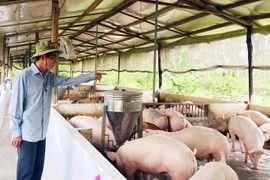 Doanh nghiệp ngành chăn nuôi: Bức tranh sáng năm 2024