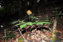 Quảng Nam kiến nghị Quốc hội xem xét, ban hành Luật Sâm Việt Nam