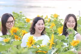 Cánh đồng hoa hướng dương bên sông Sài Gòn đông nghịt người ngày cuối năm