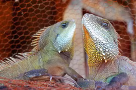 Tận diệt rồng đất trong đêm đen như mực ở Tây Nguyên