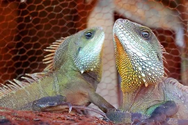 Tận diệt rồng đất trong đêm đen như mực ở Tây Nguyên