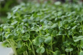 Những thực phẩm ăn sống sẽ vô cùng hại sức khỏe