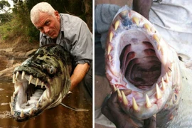 Cá hổ Goliath có thể dài tới 2m, nặng 70kg và không sợ cá sấu