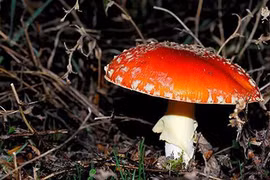 Những loài nấm có thực ngoài sức tưởng tượng của con người