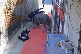 Video: Chạy khỏi lò mổ, trâu "điên" húc 2 người văng lên không trung