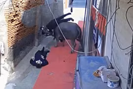 Video: Chạy khỏi lò mổ, trâu "điên" húc 2 người văng lên không trung