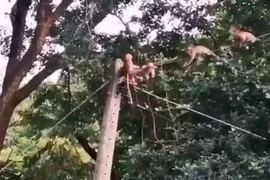 Video: Cố cứu đồng loại kẹt trên cột điện, đàn khỉ bị giật chết thảm