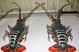 Trong nhà cụ già 90 tuổi: ‘Tôm hùm’ tiền triệu chỉ để...treo tường!