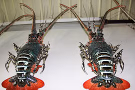 Trong nhà cụ già 90 tuổi: ‘Tôm hùm’ tiền triệu chỉ để...treo tường!