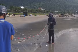 Ngón nghề cực độc: 10 phút bỏ túi 3 triệu của ngư dân Đà Nẵng