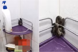 Nữ sinh tái mặt khi đang tắm thì sờ phải con rắn