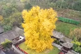 Video: Ngắm cây bạch quả 1.400 năm tuổi