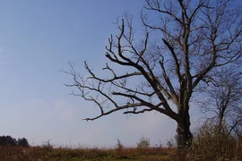 Kỳ bí "cây của quỷ" hơn 200 tuổi