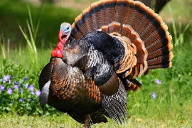 Những giống gà có bề ngoài độc, lạ nhất thế giới