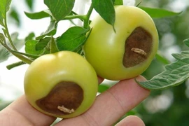 Dùng ong bắp cày thiên địch để tiêu diệt côn trùng bảo vệ cà chua