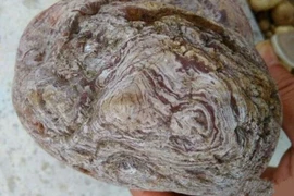 Đem khúc gỗ mục về nhà, người nông dân choáng váng phát hiện kho báu