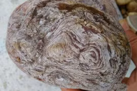 Đem khúc gỗ mục về nhà, người nông dân choáng váng phát hiện kho báu