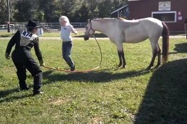 Video: Loài ngựa ghét con người như thế nào?