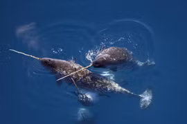 Loài cá mọc sừng như kỳ lân trong truyền thuyết