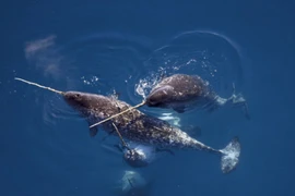 Loài cá mọc sừng như kỳ lân trong truyền thuyết