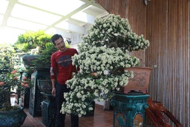 Tuyệt phẩm “Hòn ngọc Viễn Đông” bung nở giữa lòng Hà Nội