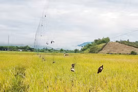 Chim yến giả danh chim sẻ vào quán nhậu?