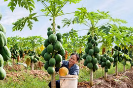 Video: Tròn mắt xem "công nghệ" thu hoạch trái cây