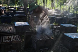 Cả xã đứng ngồi không yên vì ong tàn phá rừng keo