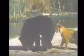 Video: Bị hổ dữ đánh hội đồng, gấu đen tháo chạy thục mạng