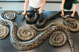 “Bữa tiệc thác loạn” lớn chưa từng có của trăn Miến Điện khổng lồ