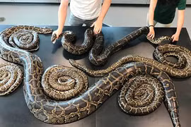 “Bữa tiệc thác loạn” lớn chưa từng có của trăn Miến Điện khổng lồ