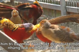 Video: Chiêm ngưỡng đàn chim trĩ 7 màu quý hiếm ở Hải Dương