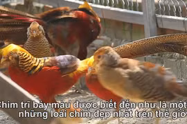 Video: Chiêm ngưỡng đàn chim trĩ 7 màu quý hiếm ở Hải Dương