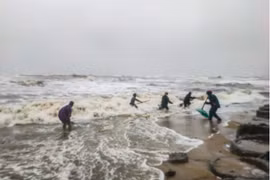 Hàng tấn sò mai theo sóng dạt vào bờ, người dân kéo nhau đi vợt