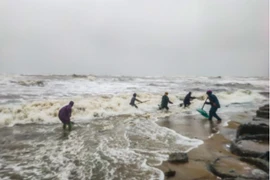 Hàng tấn sò mai theo sóng dạt vào bờ, người dân kéo nhau đi vợt