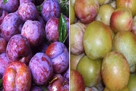 Mận hậu 300.000 đồng/kg vẫn gây "sốt" ngày dịch