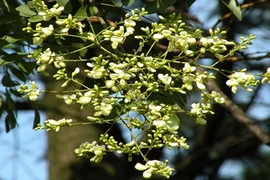 Mậu tuất 2018, nhất định phải trồng cây này trước cửa nhà để hút tài lộc