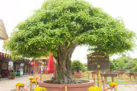 Cặp vạn niên tùng khủng độc bản tại Việt Nam