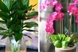 7 loại cây là “nam châm hút tiền“, chớ dại bỏ qua 