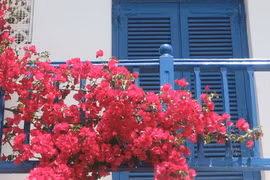 4 loại cây trồng trước nhà đuổi lộc khí, trồng sau nhà may mắn kéo đến