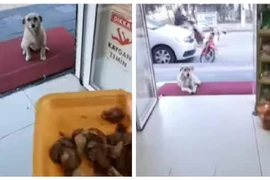 Ông chủ cửa hàng và những vị khách xin ăn siêu dễ thương