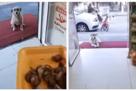 Ông chủ cửa hàng và những vị khách xin ăn siêu dễ thương