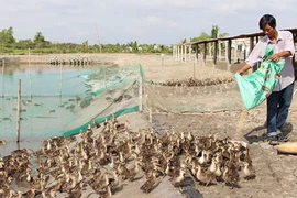 Lãi nửa tỷ đồng mỗi năm từ đàn vịt trời