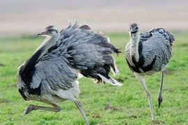 Những ông bố diệt dục, nhịn ăn vì con